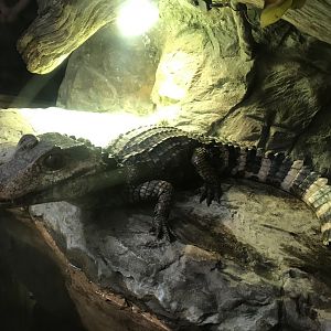 Dwarf Caiman (Paleosuchus palpebrosus)