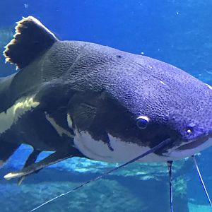 Red-tailed Catfish (Phractocephalus hemioliopterus)