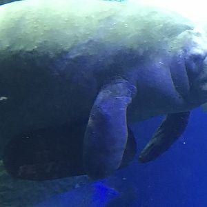 What you got there Mr. Manatee?