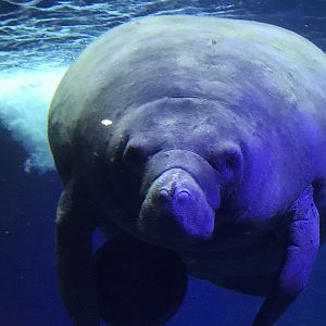 The Sea Cow