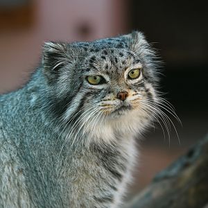 Pallas’s cat