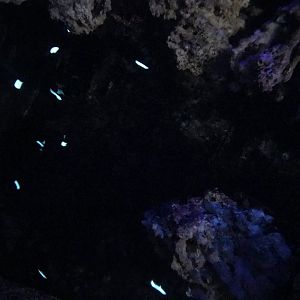 The Lights in the Abyss