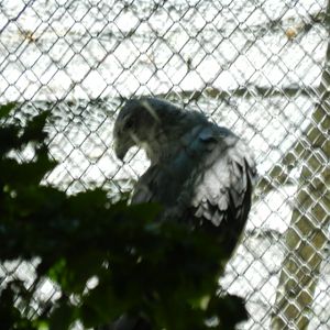 Crowned Solitary Eagle - PZAC, João Pessoa (Bica zoo)