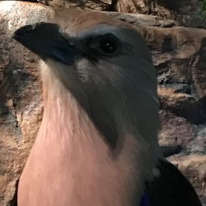 Blue-bellied Roller (Coracias cyanogaster)