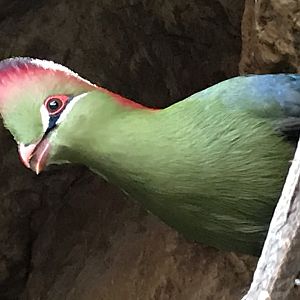 Fischer's Turaco (Tauraco fischeri)