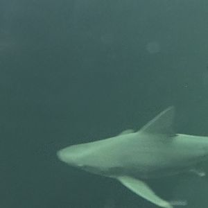 Dangers of the Depths