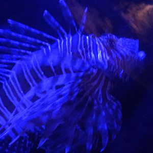 Lion Fish (Pterois) (Unsure What Species)