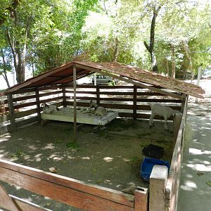 Goat pen - Bosque dos sonhos park and mini zoo (João Pessoa)