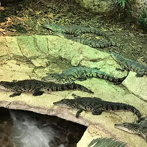 Basking on the Riverbed