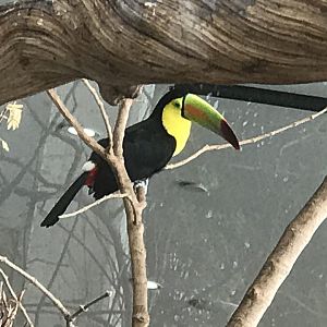 Keel-billed Toucan (Rhamphastos sulfuratus)