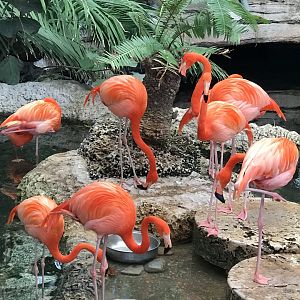 American Flamingo (Phoenicopterus Ruber)