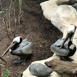 Brown Pelican (Pelecanus occidentalis)