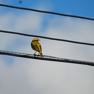 Saffron finch - Vespasiano, MG Brazil