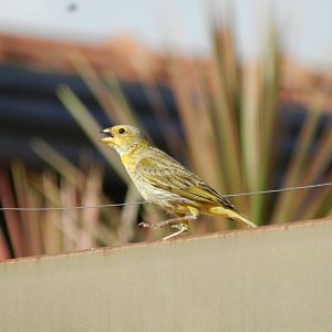 Saffron finch - Vespasiano, MG Brazil