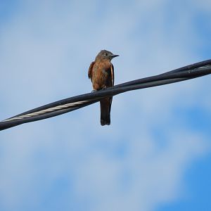Hirundinea ferruginea - Vespasiano, MG Brazil