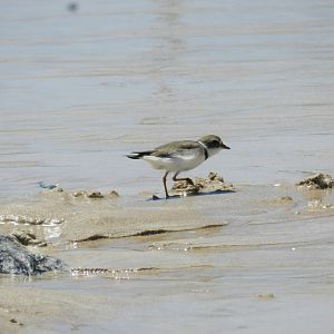 Semipalmated plover - João Pessoa, PB Brazil