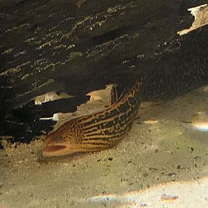 Tiger Moray (Gymnothorax polyuranodon)