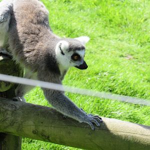 Ring-Tailed Lemur