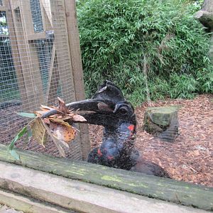 Abyssinian Ground Hornbill