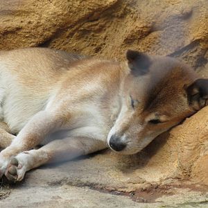 New Guinea Singing Dog