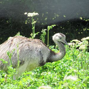 Darwin’s Rhea