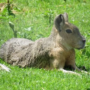 Patagonian Mara