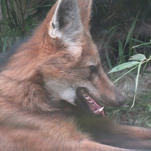 Maned Wolf