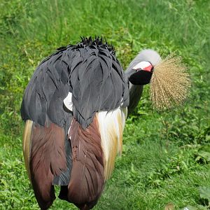 Grey Crowned Crane