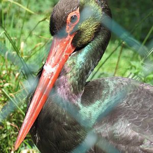 Black Stork