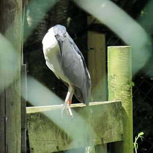 Black-Crowned Night Heron