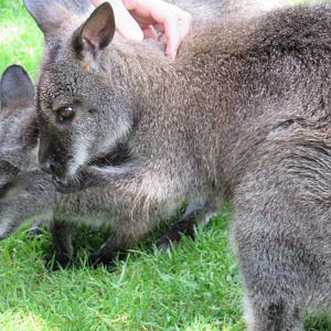 Bennett’s Wallaby