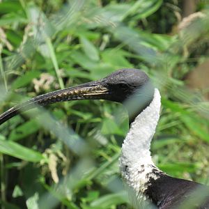 Straw-Necked Ibis