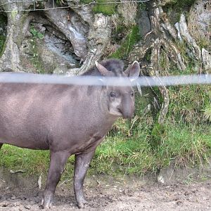 Brazilian Tapir