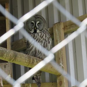 Great Grey Owl