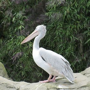 Great White Pelican