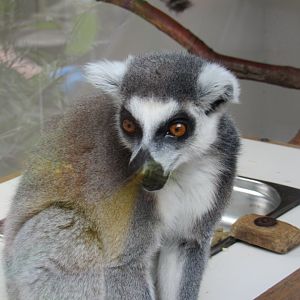 Ring-Tailed Lemur