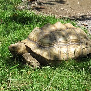 African Spurred Tortoise