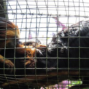Golden-Headed Lion Tamarin
