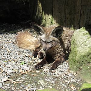 Bat-Eared Fox