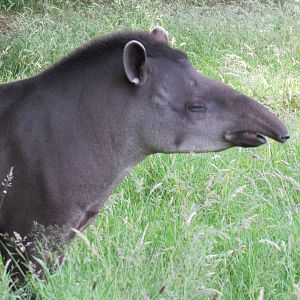 Brazilian Tapir