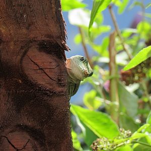 Madagascar Day Gecko