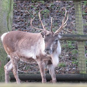 Reindeer