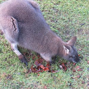Bennett’s Wallaby
