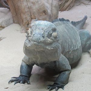 Rhinoceros Iguana