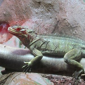 Philippine Sailfin Lizard