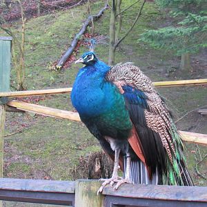 Indian Peafowl