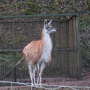 Guanaco