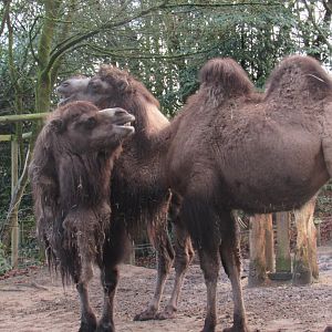 Bactrian Camel