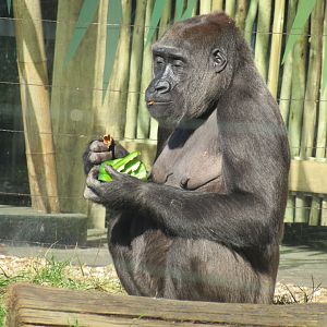 Western Lowland Gorilla