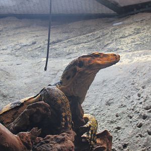 Philippine Water Monitor